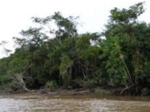 Combien d’arbres la forêt amazonienne abrite-t-elle ?