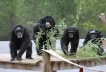 Les chimpanzés font appel à leur mémoire pour mieux se nourrir