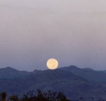 Le clair de Lune, un danger de plus pour les proies des prédateurs ?