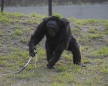 Chez les primates, des neurones donnent l'alerte face aux serpents