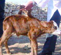 Naissance d'une vache avec six pattes à Essaouira