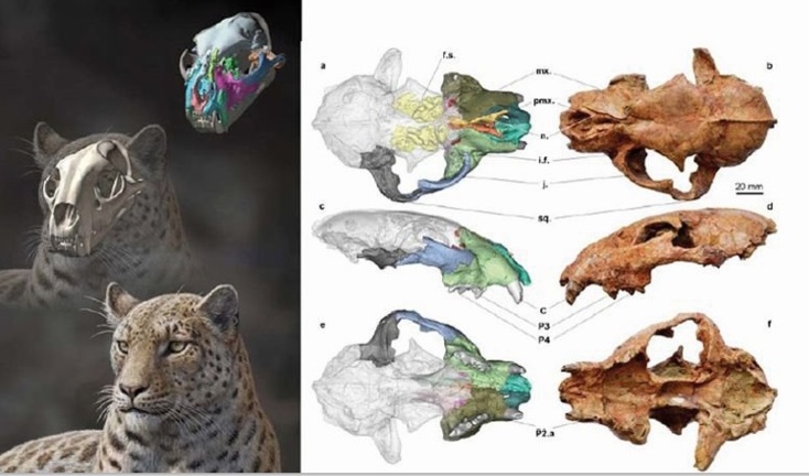 Un fossile du plus vieil ancêtre des grands félins découvert au Tibet