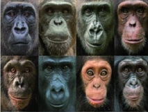 Pourquoi existe-t-il une aussi grande diversité de visages chez les primates ?