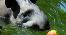 Identification d’une nouvelle  espèce de tapir en Amazonie