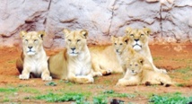 Visite guidée du Jardin  zoologique de Rabat