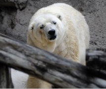 Insolite : Arturo, ours polaire argentin déprimé, lorgne vers le Canada