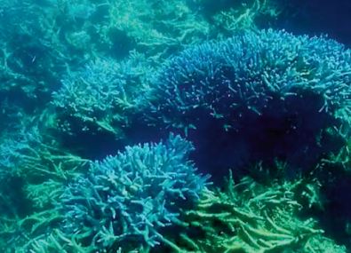 La Grande barrière de corail encore victime d' un blanchissement “ généralisé”