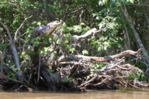 Des crocodiles sur les arbres