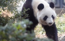 Les pandas géants ont un faible pour le sucre