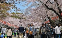 Le printemps au Japon: beauté des cerisiers en fleurs, douleur du rhume des foins