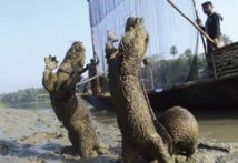 Au Bangladesh, la tradition de la pêche à la loutre en voie d’extinction