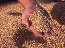 21,8 millions de quintaux de céréales collectés