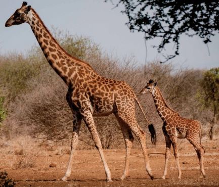 Rare naissance de girafons jumeaux au Kenya