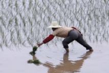 Blé et riz, source des différences culturelles nord-sud en Chine