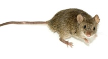 La parité doit aussi s’appliquer aux rats de laboratoire