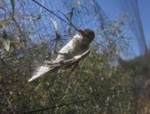 Deux millions d’oiseaux migrateurs tués à Chypre