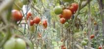 Les poissons font pousser les tomates