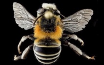 Les araignées au secours des abeilles