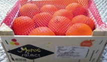 Fin de la querelle Maroc-UE à propos de l’accès des fruits et légumes au marché européen