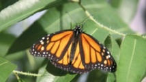 Le papillon Monarque migre grâce à une boussole magnétique