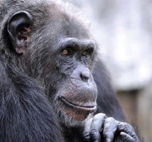 Les chimpanzés ont un langage par les gestes