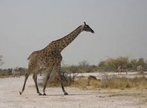 Comment la girafe fait-elle pour tenir ses fines pattes ?