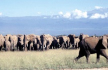 Le dur combat pour sauver les éléphants de Tanzanie