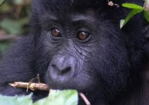 Le tourisme au secours des gorilles des montagnes menacés de l’Ouganda