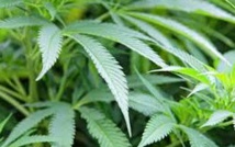 New York, 23e Etat  américain à autoriser le  cannabis à des fins médicales