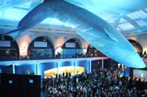 Insolite : Dormir sous une baleine bleue