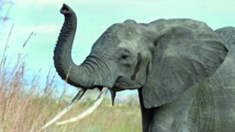 L'éléphant a le nez le plus performant du règne animal