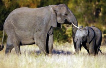 L'Afrique du Sud entend défendre ses éléphants contre les braconniers
