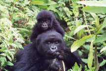 Dans la jungle ougandaise, les gorilles protégés par les touristes