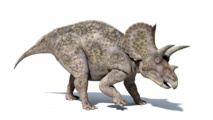 L'ancêtre du tricératops était bipède et pas plus gros qu'un dindon