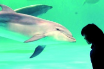 Les dauphins poussent des cris perçants quand ils sont contents