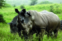 L’Afrique du Sud va évacuer des centaines de rhinocéros du parc Kruger
