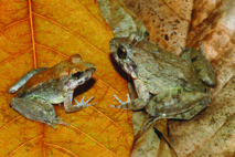 Découverte d'une première grenouille à avoir accouché de têtards