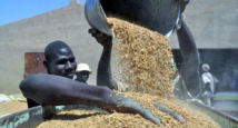 Deux erreurs à éviter pour assurer l’autosuffisance alimentaire en Afrique