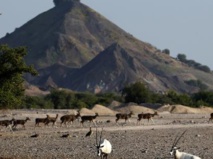 ​Une île en "Arche de Noé" comme un anti-Dubaï