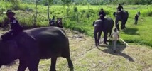 ​Des éco-guerriers pour protéger forêts et espèces en danger en Indonésie