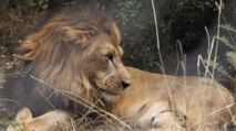 ​Le lion abyssinien d'Ethiopie menacé par la destruction de son habitat