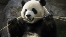 Insolite : Quand les pandas  attaquent