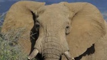 ​L'éléphant d'Afrique menacé à court terme par le trafic d'ivoire