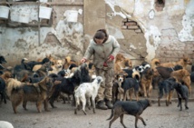 ​Sasa, le chômeur serbe aux 450 chiens