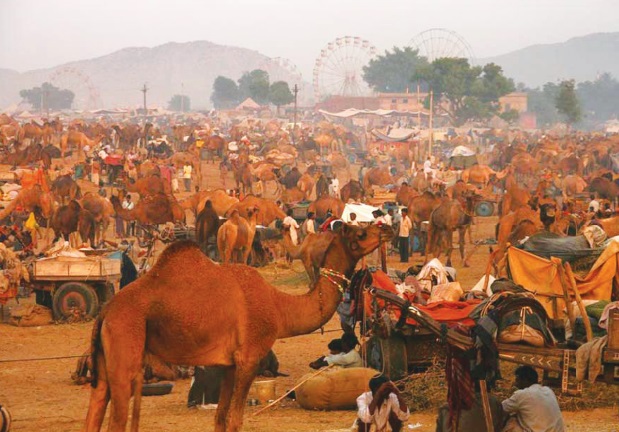 Les festivals à voir une fois dans sa vie : Foire aux chameaux de Pushkar (Inde)