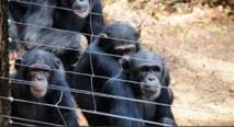 ​Près de Freetown, la réouverture de la réserve des chimpanzés  annonce la fin d’Ebola