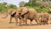 ​Les éléphants du Botswana, ressource pour les uns, nuisance pour les autres