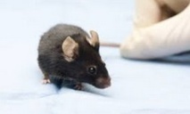 ​Réactiver la mémoire perdue chez des  souris avec la lumière