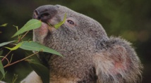 ​Déclaration du koala espèce vulnérable