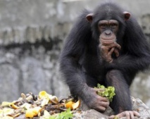 ​Les chimpanzés, apprentis cuisiniers sans fourneaux